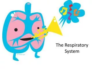 The Respiratory System