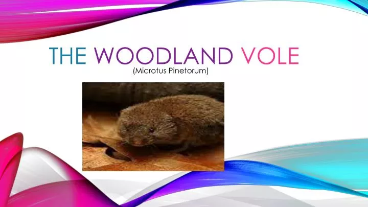 the woodland vole