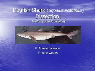 Dogfish Shark ( Squalus acanthius) Dissection: Anatomy and Physiology