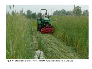 Fig. 2 . Rye is flattened with a roller crimper in the MSU Organic blueberry plot in June 2008.