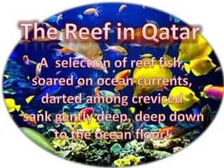 The Reef in Qatar