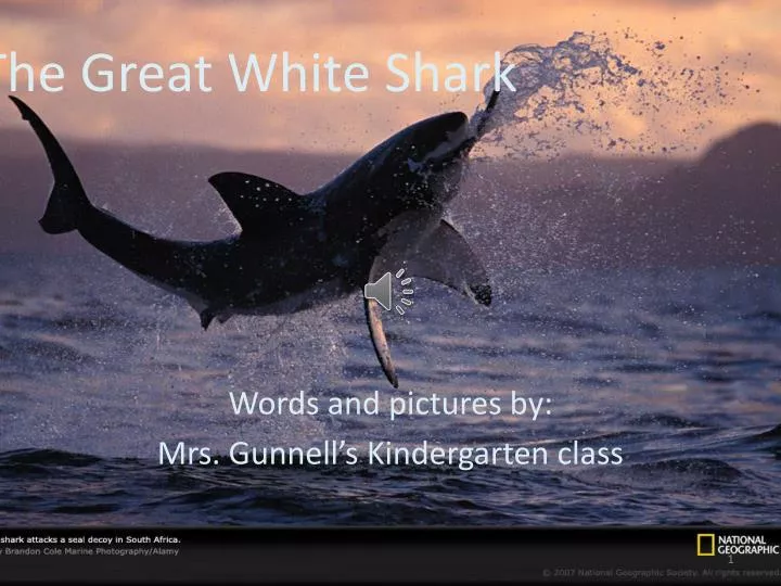 the great white shark