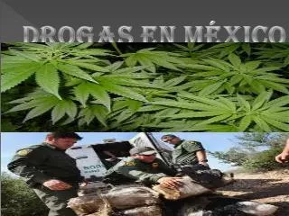 drogas en m xico