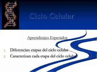ciclo celular