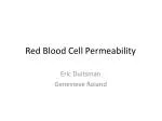 Red Blood Cell Permeability - slide 1