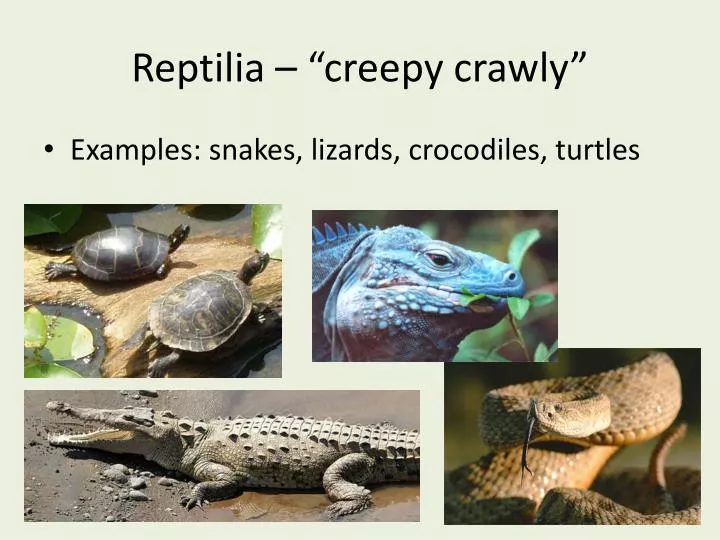 reptilia creepy crawly