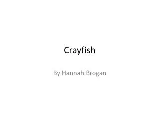 Crayfish