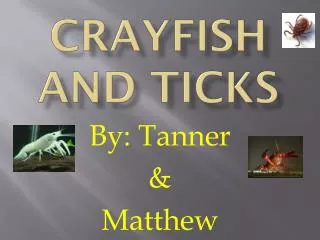 Crayfish and Ticks