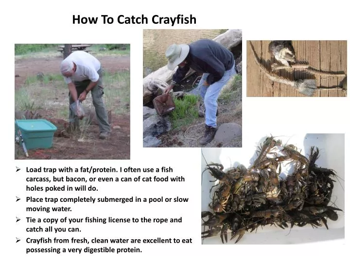 how to catch crayfish