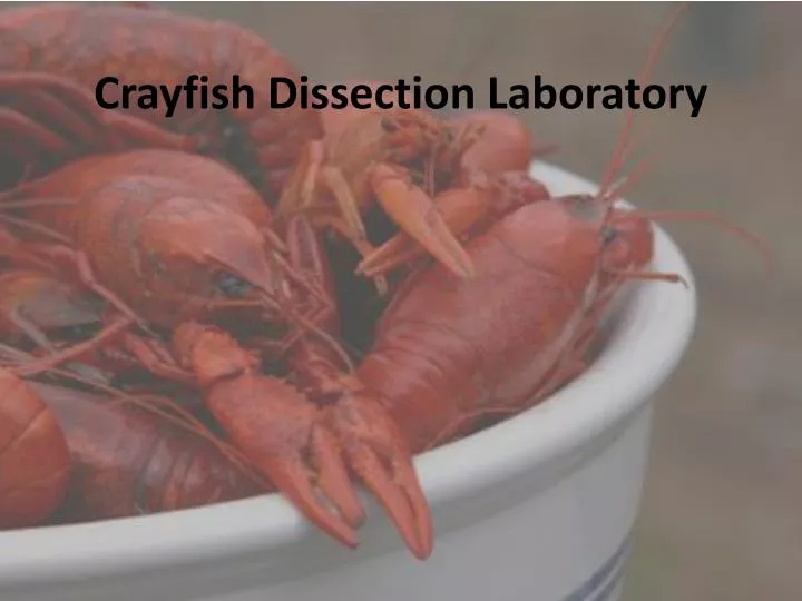 crayfish dissection laboratory