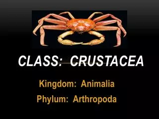 Class: Crustacea