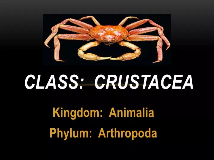 class crustacea
