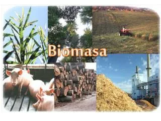 biomasa