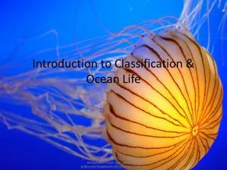 Introduction to Classification &amp; Ocean Life