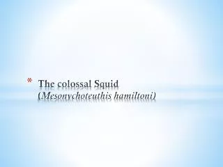 The colossal Squid ( Mesonychoteuthis hamiltoni )