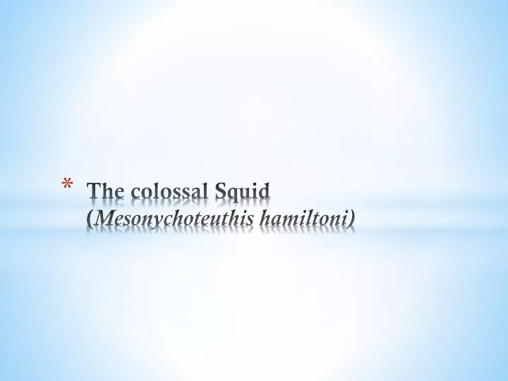 the colossal squid mesonychoteuthis hamiltoni