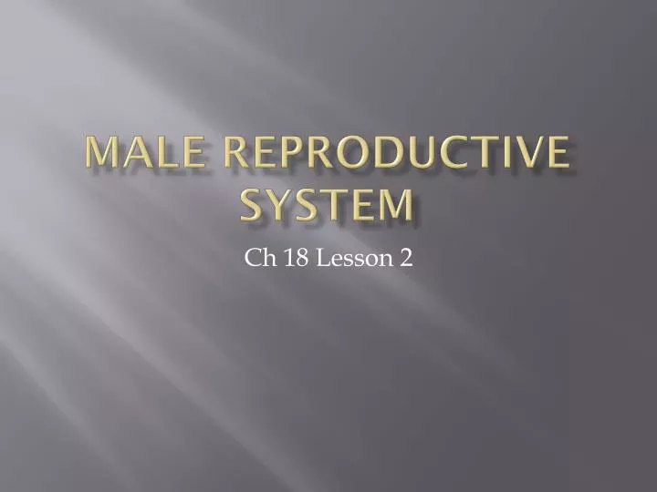 male reproductive system