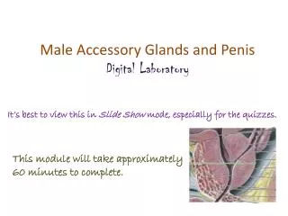 Male Accessory Glands and Penis Digital Laboratory