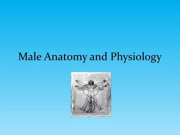 male anatomy and physiology