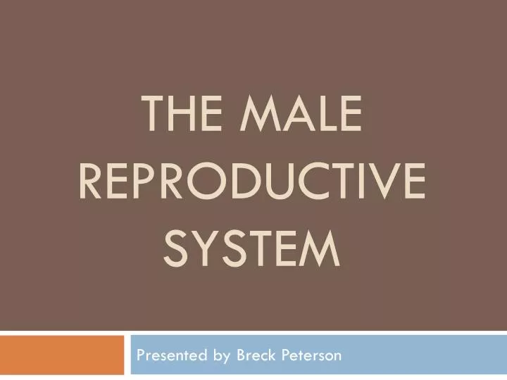 the male reproductive system