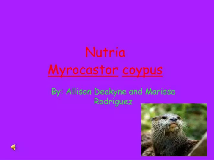 nutria myrocastor coypus