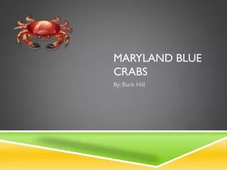 Maryland Blue C rabs