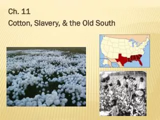 Ch. 11 Cotton, Slavery, &amp; the Old South