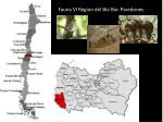 Fauna VI Region del Bio Bio: Paredones - slide 1