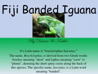 Fiji B anded I guana