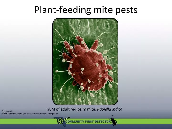 plant feeding mite pests