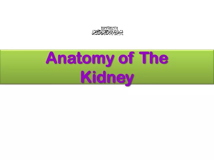 anatomy of the kidney