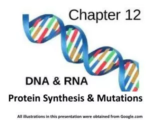 Protein Synthesis &amp; Mutations