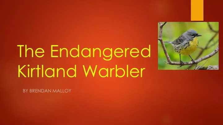the endangered kirtland warbler