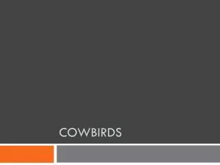 cowbirds