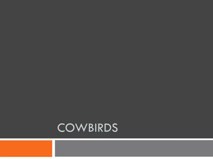 cowbirds