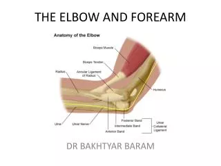 THE ELBOW AND FOREARM