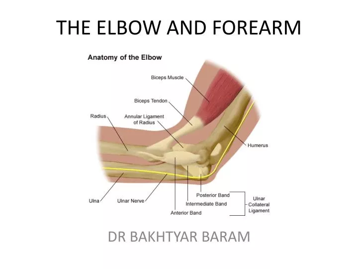 the elbow and forearm