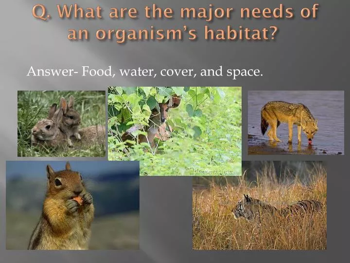 q what are the major needs of an organism s habitat