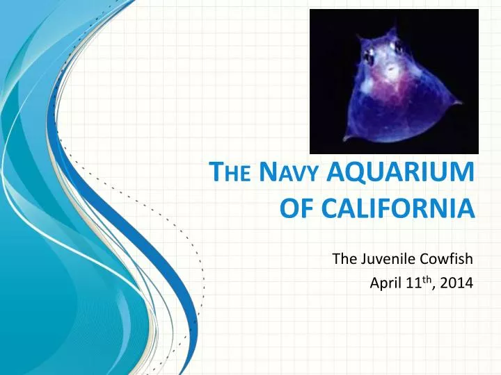 the navy aquarium of california