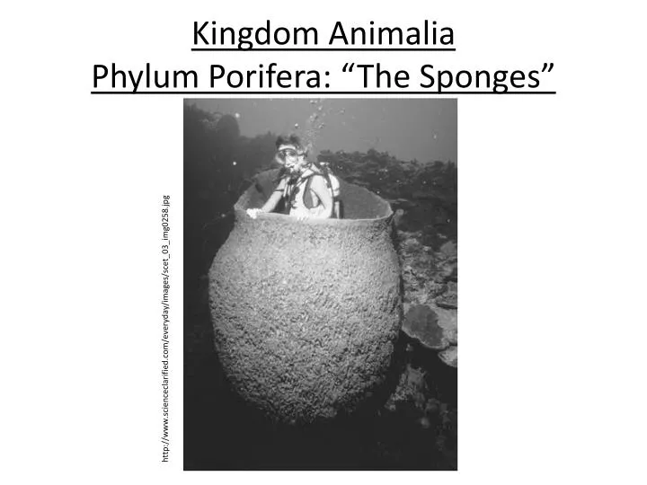 kingdom animalia phylum porifera the sponges