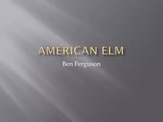 American Elm