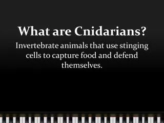 What are Cnidarians?