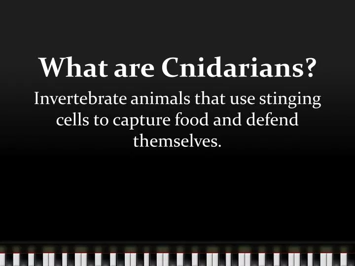 what are cnidarians