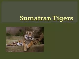 Sumatran Tigers