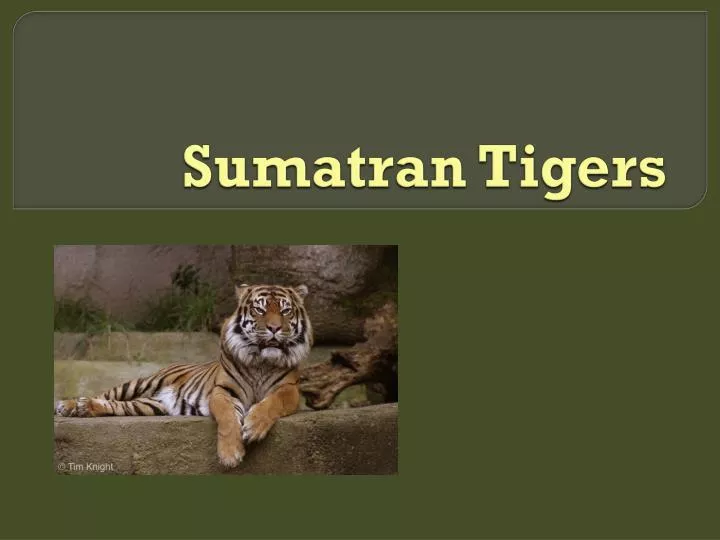 sumatran tigers