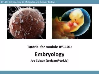 Tutorial for module BY1101: Embryology Joe Colgan (tcolgan@tcd.ie)