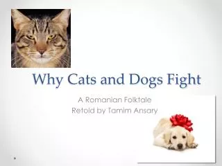 Why Cats and Dogs Fight