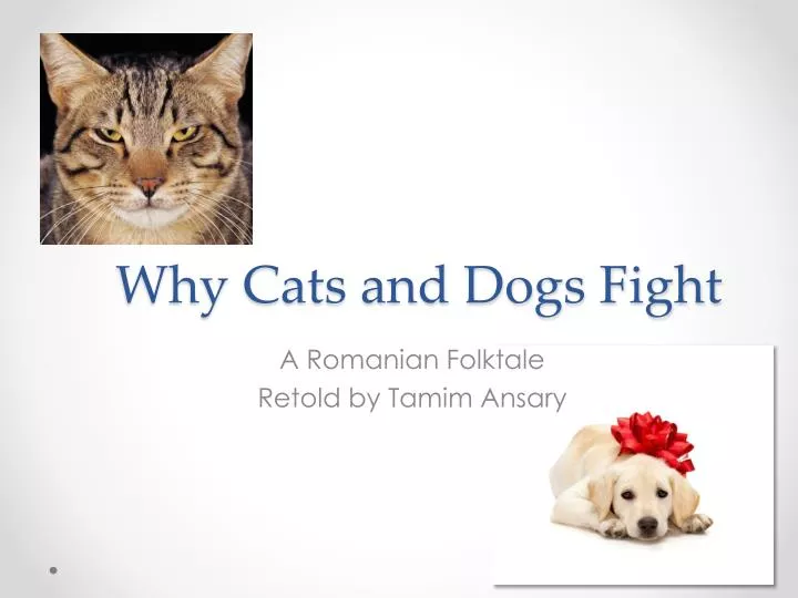 why cats and dogs fight