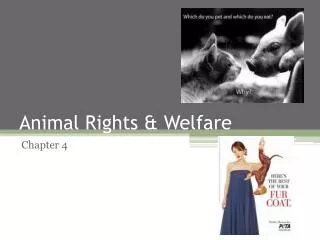 Animal Rights &amp; Welfare