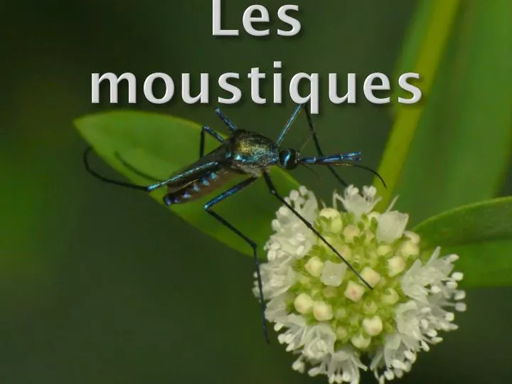 les moustiques